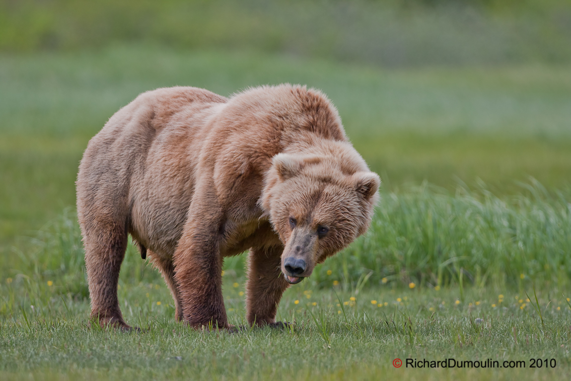 GRIZZLY BEAR